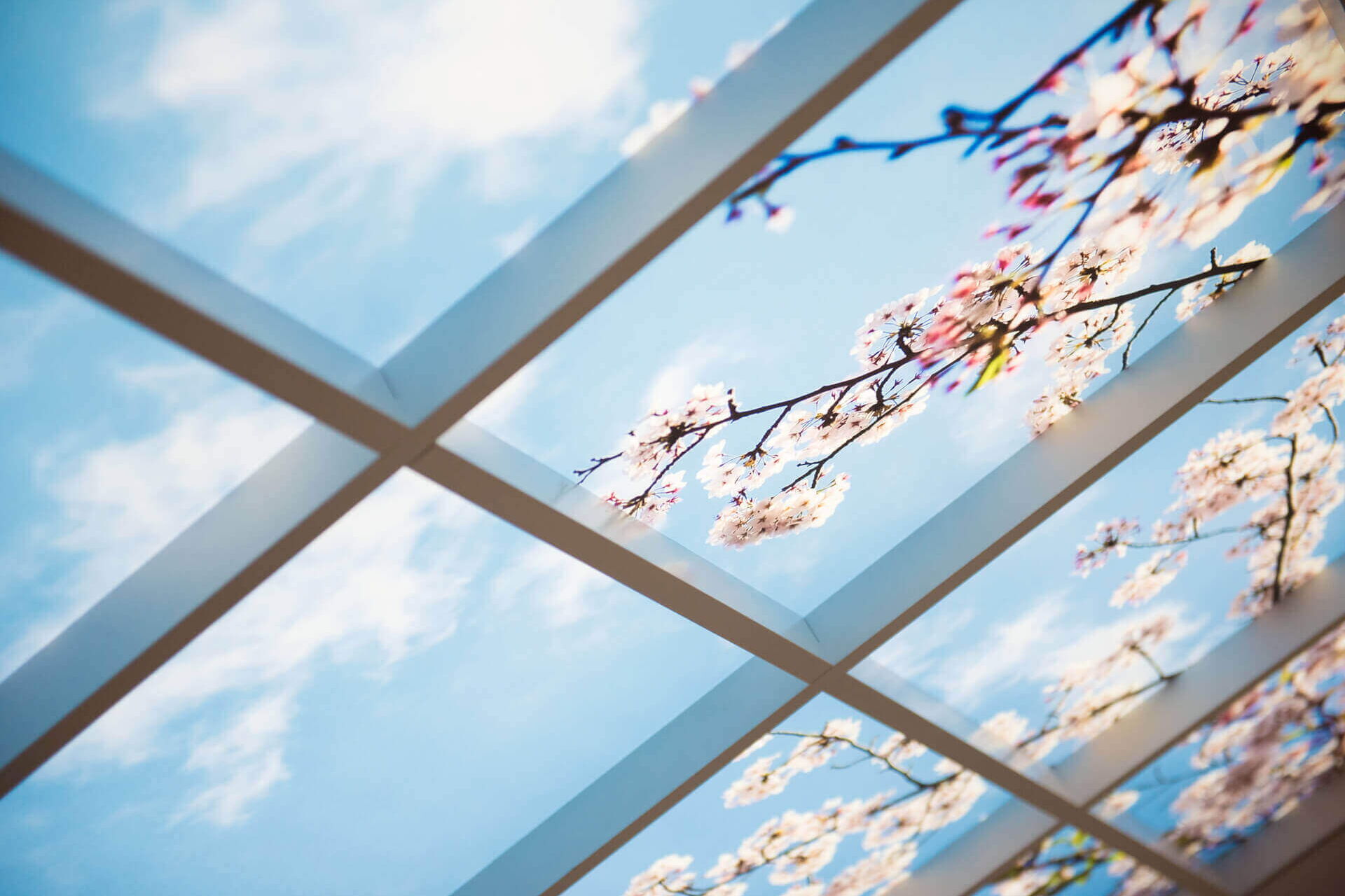 Das LED-Lichtpaneel mit Kirschblüten Optik über dem MRT-Gerät, sowie die indirekte Beleuchtung im MRT-Raum schafften durch stimmungsvolle Beleuchtung eine entspanntere und angenehme Atmosphäre während der radiologischen Untersuchung.