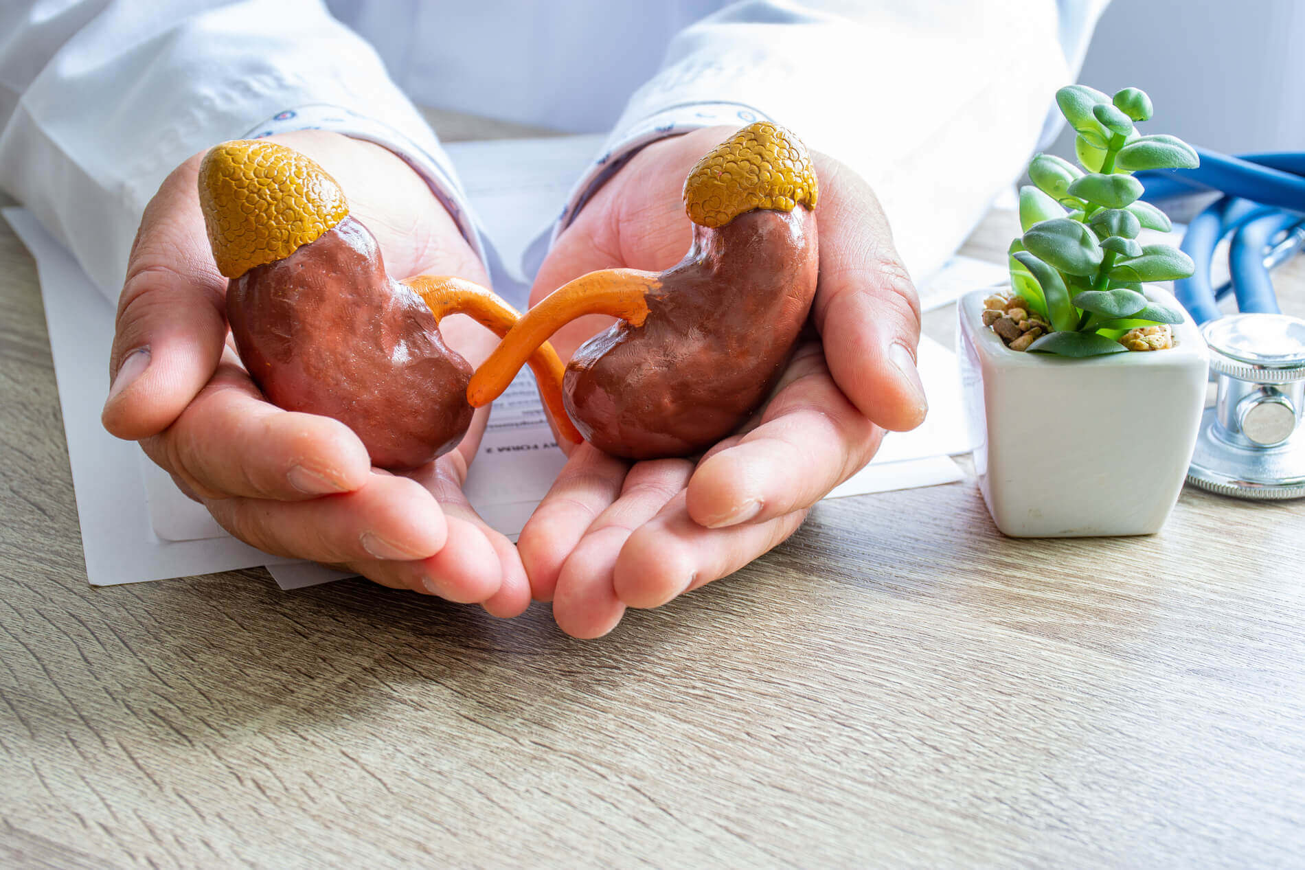 Ihre Spezialisten für Nephrologie: Prof. Dr. Dr. med. Thomas Philipp und Prof. Dr. med. Oliver Witzke im Facharztzentrum Metamedicum in Essen